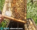 2021年2月24日意蜂价格行情、今...
