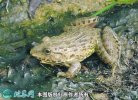 2021年2月24日虎纹蛙价格行情、...