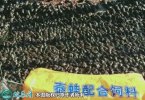2021年2月24日泰蛙价格行情、今...