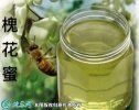 2021年2月24日槐花蜜价格行情、...