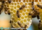 2021年2月25日意蜂蜂蜜价格行情...