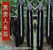 2021年2月26日黑长茄价格行情、...