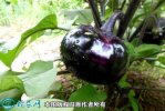 2021年2月26日圆茄价格行情、今...