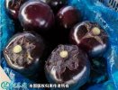 2021年2月26日紫光圆茄价格行情...