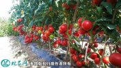 2021年2月27日石头番茄价格行情...