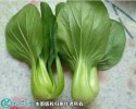 2021年2月27日青梗菜价格行情、...