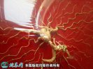 2021年2月28日野山参价格行情、...