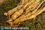 2021年2月28日园参价格行情、今...
