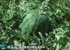 2021年3月1日西瓜价格行情、今日...
