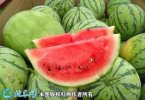 2021年3月1日麒麟西瓜价格行情、...