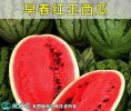 2021年3月1日早春红玉西瓜价格行...