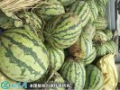 2021年3月1日西农西瓜价格行情、...