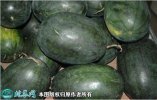 2021年3月1日黑美人西瓜价格行情...