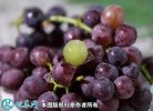 2021年3月2日葡萄价格行情、今日...