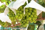2021年3月2日阳光玫瑰葡萄价格行...