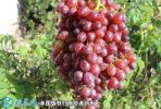 2021年3月2日红宝石葡萄价格行情...