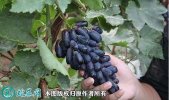 2021年3月2日蓝宝石葡萄价格行情...