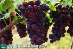 2021年3月2日户太八号葡萄价格行...