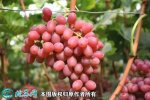 2021年3月2日克伦生葡萄价格行情...