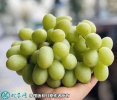 2021年3月2日青提价格行情、今日...