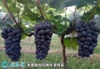 2021年3月2日京亚葡萄价格行情、...