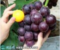 2021年3月2日乒乓球葡萄价格行情...