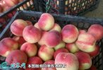 2021年3月3日毛桃价格行情、今日...
