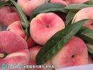 2021年3月3日蟠桃价格行情、今日...