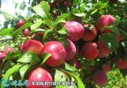 2021年3月3日油桃价格行情、今日...