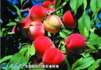 2021年3月3日红桃价格行情、今日...