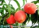 2021年3月3日蜜桃价格行情、今日...