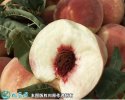 2021年3月3日秋彤桃价格行情、今...