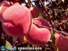 2021年3月3日冬桃价格行情、今日...