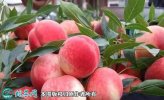 2021年3月3日春雪桃价格行情、今...