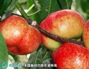 2021年3月3日油蟠桃价格行情、今...