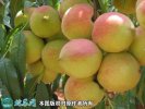 2021年3月3日鹰嘴蜜桃价格行情、...