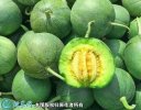 2021年3月3日绿宝甜瓜价格行情、...