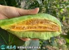 2021年3月3日羊角蜜甜瓜价格行情...