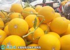 2021年3月3日久红瑞甜瓜价格行情...