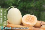 2021年3月3日东方蜜甜瓜价格行情...