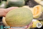 2021年3月3日西州蜜瓜价格行情、...
