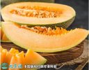 2021年3月3日新疆哈蜜瓜价格行情...