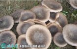 2021年3月4日虎奶菇价格行情、今...