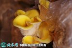 2021年3月4日榆黄菇价格行情、今...