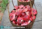 2021年3月4日红菇价格行情、今日...