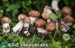 2021年3月4日姬松茸价格行情、今...