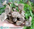 2021年3月4日鹿茸菇价格行情、今...