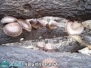 2021年3月4日椴木菇价格行情、今...