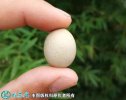 2021年3月5日桂花雀蛋价格行情、...