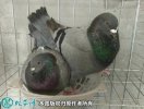 2021年3月5日种鸽蛋价格行情、今...